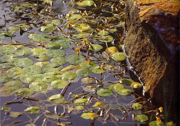 Water gardens designed by Bendigo landscaper Luke Bullock