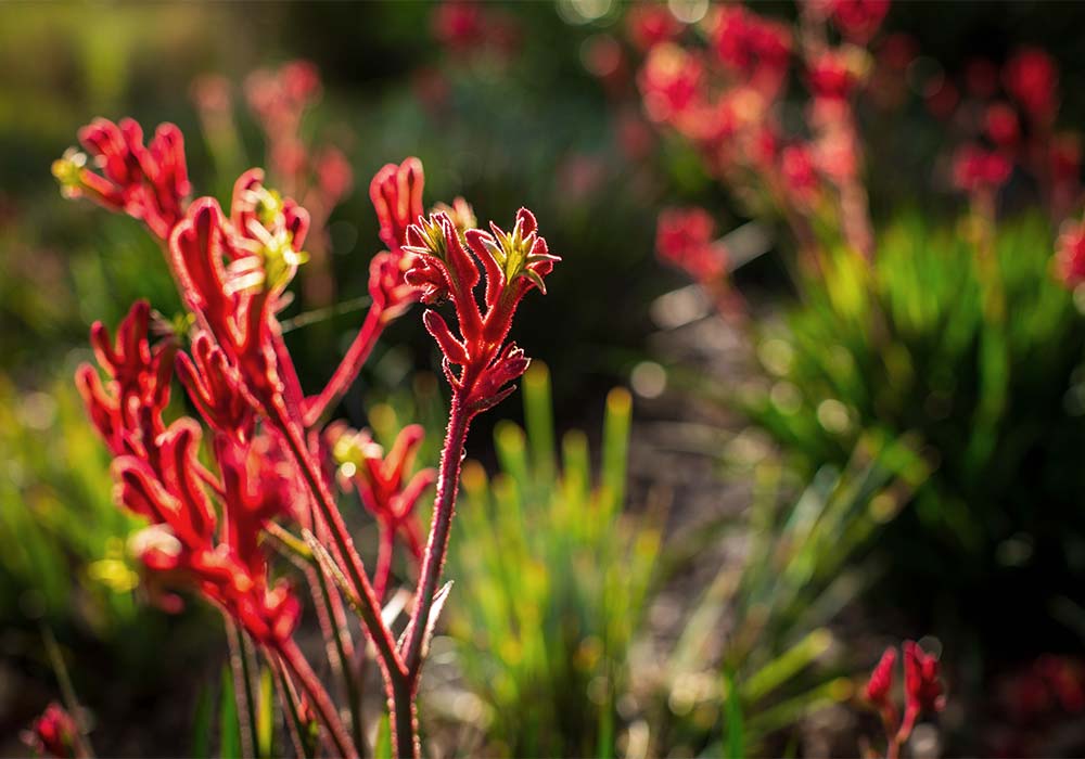 The best native plants for landscaping on the Mornington Peninsula include Kangaroo Paw